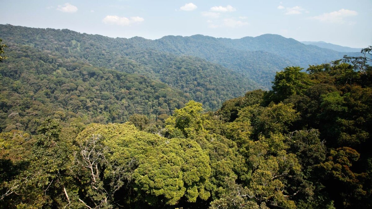 Ese u Rwanda ruri mu kaga? Amajwi y'amasasu hafi y'umupaka, Icyihishe inyuma y'ibibera mu ishyamba rya Kibira mu Burundi